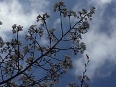 -新虹桥中心花园