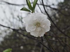 -南国桃园旅游度假区