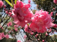-南汇桃花村
