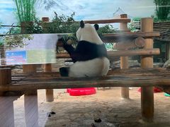 -西霞口神雕山野生动物世界