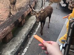 -清迈夜间动物园