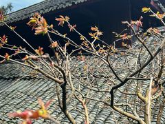 -峨眉山报国寺
