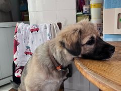 -乖乖宠物医院·猫科·骨科·24小时(云岗分院)