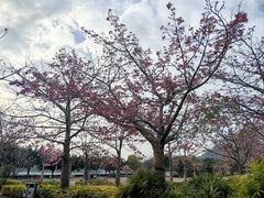 -风云岭森林公园