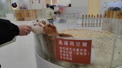 -Moni星球萌宠·小马宝莉·灵蛇·高端高阶全萌宠互动体验俱乐部(红豆国际广场店)