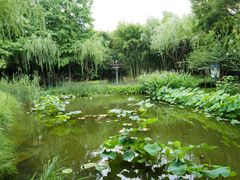 -陈家山荷花公园