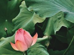 -四川大学(华西校区)