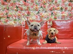 -百好乐宠物友好餐厅(朝外大街店)