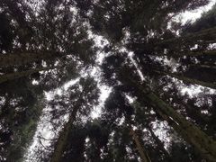 -武陵山森林公园