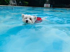 -汪说喵讲宠物乐园宠物酒店(红星美凯龙店)