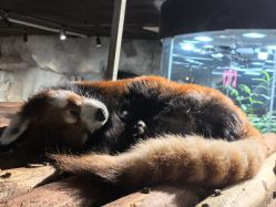 -Zoolung Zoolung动物主题公园(海信广场店)