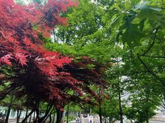 -嘉定紫藤园