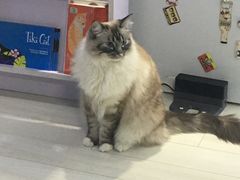 -喵的天空名猫咖啡馆·撸猫·猫舍·用品