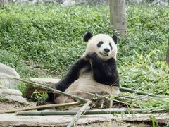 -都江堰中华大熊猫苑