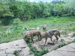 -沈阳森林动物园