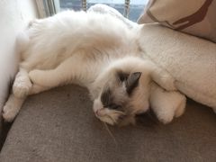 -有喵·猫咖·狗咖·30几只猫10只小狗(岗厦店)