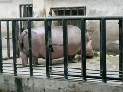 -石家庄市动物园