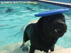 -趣玩宠物乐园寄养训犬训狗游泳池