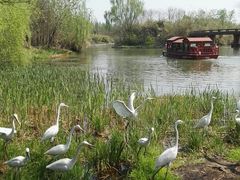 -溱湖国家湿地公园