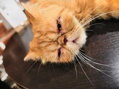 -猫友咖啡店(玉林西路店)