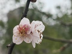 -洋湖国家湿地公园