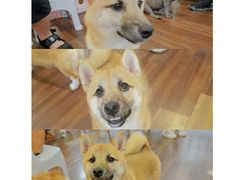 -柯斗斗主题餐厅·狗咖·围炉煮茶·茶饮(国瑞升平里店)