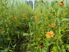 -光明小镇欢乐田园