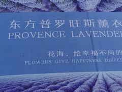 -北京东方普罗旺斯薰衣草庄园
