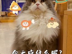 鳌拜-Catmate·猫肥家润(金润铂宫店)