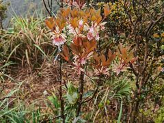 -梧桐山风景名胜区