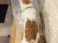 -平行世界·猫咖(首经贸店)