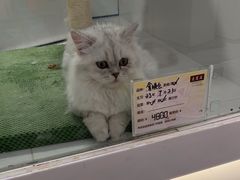 -1013 PET SHOP精品宠物商店(丁香店)