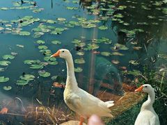 -洪福饭店·十八年老店