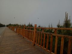 -日照海滨国家森林公园