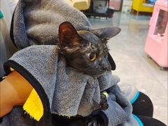 -山宅一喵德文卷毛猫舍