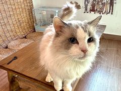 -楼上猫咖(罗湖店)