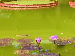 -国家植物园南园