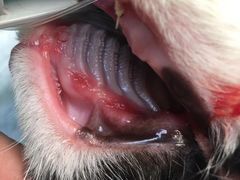 -惠康宠物医院(华能路店)