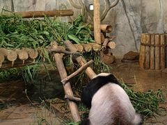 -深圳野生动物园
