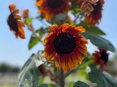 -迪茵湖田家舍生态农场