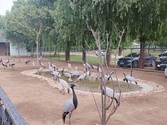 -秦皇岛野生动物园