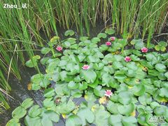 -溱湖国家湿地公园