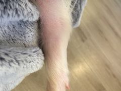 -浣熊柯尔鸭土拨鼠·电玩咖