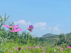 -密云玫瑰情园