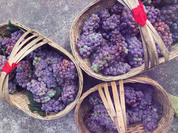 丹凤元兴葡萄园-"今天带孩子们去生态园摘葡萄去了,希望孩子.