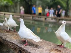 -西园戒幢律寺