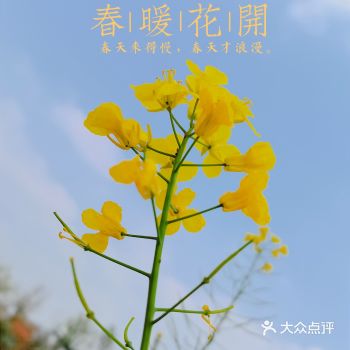 春日出游 | 油菜花正当时