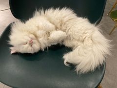 -飞行喵MR PILOT|猫舍·猫咖(静安大融城店)