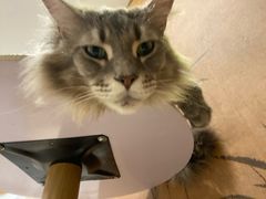 -楼上猫咖(罗湖店)