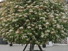 -芸海阁·农家私房菜(沙家浜景区出口店)